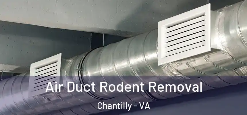 Air Duct Rodent Removal Chantilly - VA